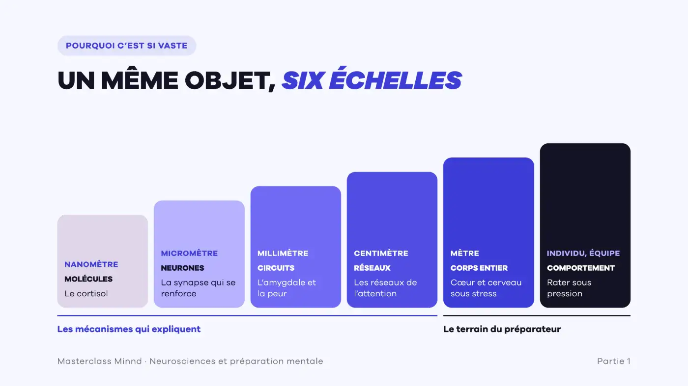 Les six échelles des neurosciences, des molécules au comportement : seules les deux dernières sont le terrain du préparateur mental